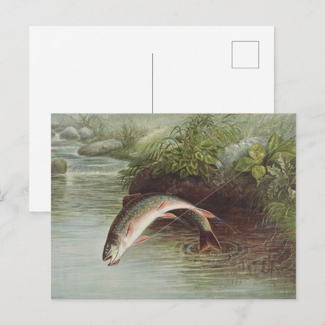 Antique Fly Fishing Leaping Brook Trout Print Postcard (Front/Back)