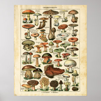 Antique French mushrooms chart print.