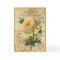 Antique French Roses