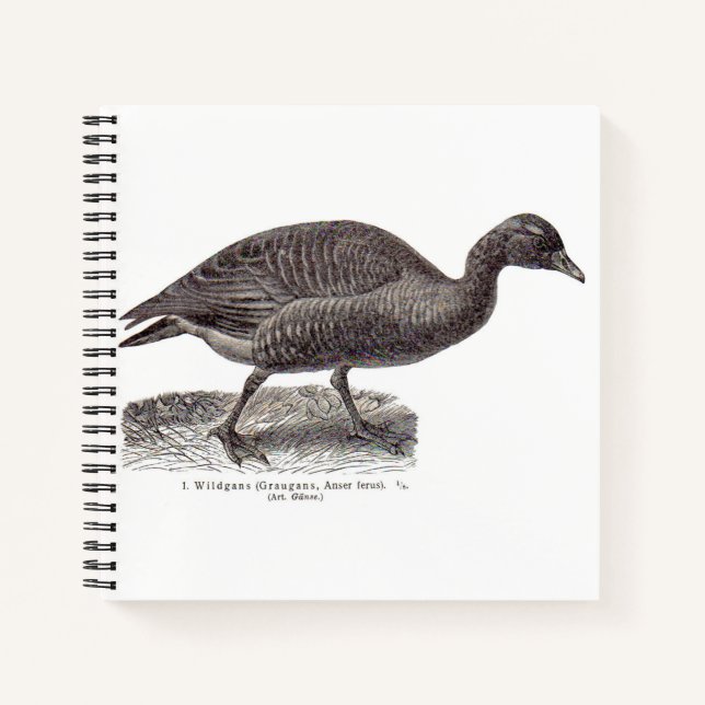 antique German avian print Wildgans wild goose Notebook (Front)