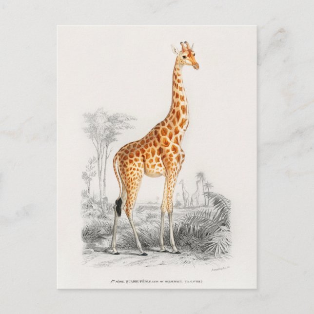 Antique Giraffe Natural History Print Orbigny Postcard (Front)