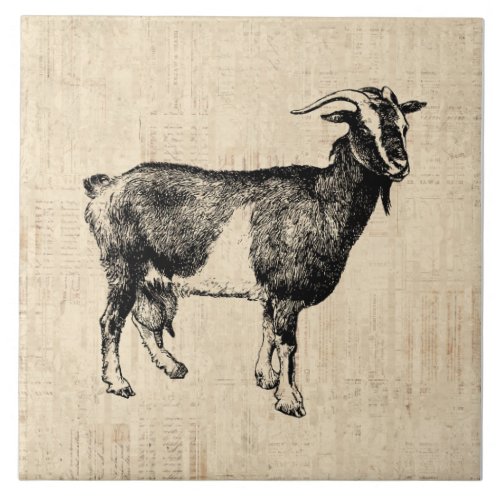 Antique Goat Illustration with Script Background Ceramic Tile