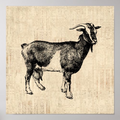 Antique Goat Illustration with Script Background Poster