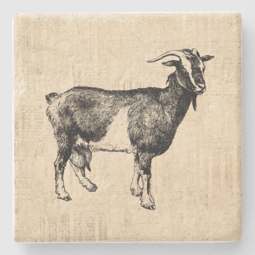 Antique Goat Illustration with Script Background Stone Coaster