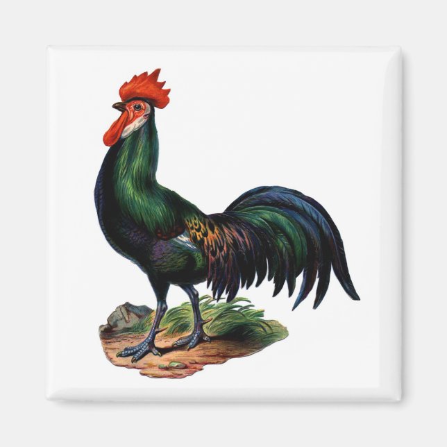 Antique Green Feathers Rooster Magnet (Front)