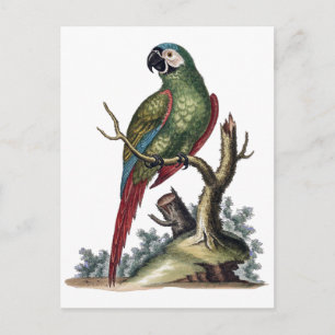 Antique Green Parrot Postcard