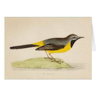 Antique Grey Wagtail Art Cards