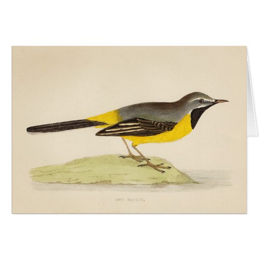 Antique Grey Wagtail Art Cards (Front Horizontal)
