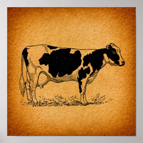 Antique Holstein Cow Farm Animal Illustration Poster