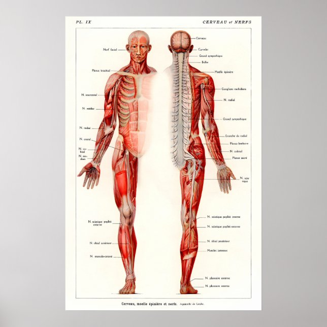 Antique Human Anatomy Art Print 19th Century (Front)