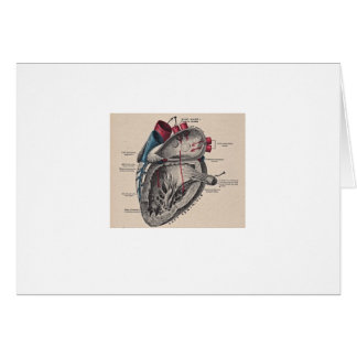 Antique human heart anatomy diagram cards