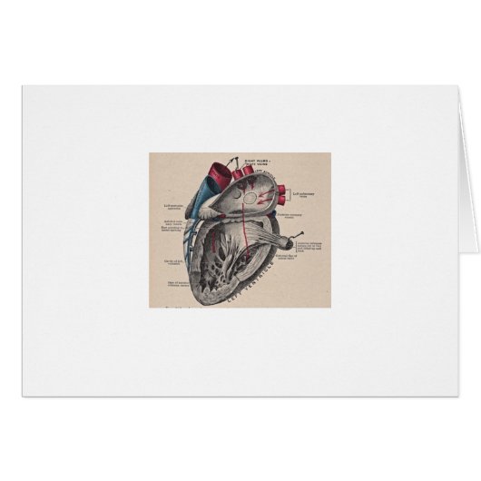 Antique human heart anatomy diagram cards (Front Horizontal)
