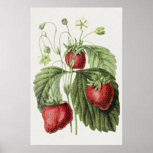 Antique illustration of Fraise reine des belges. Poster