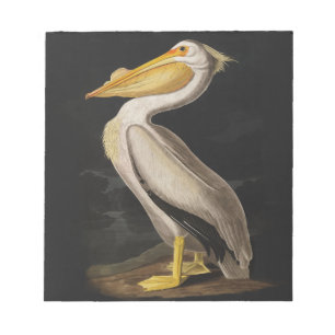 Antique John James Audubon White Pelican Coastal Notepad