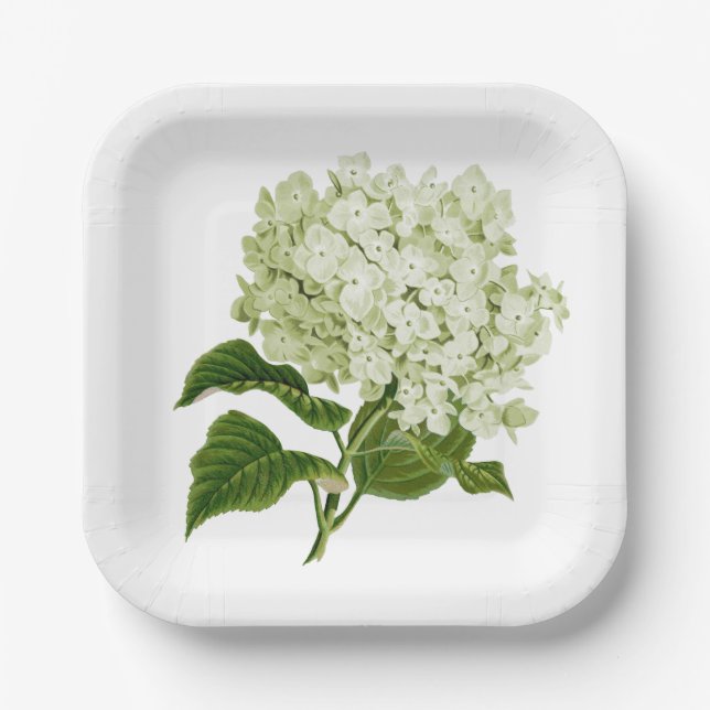 Antique Light Green and White Hydrangea Blossom Paper Plates (Front)
