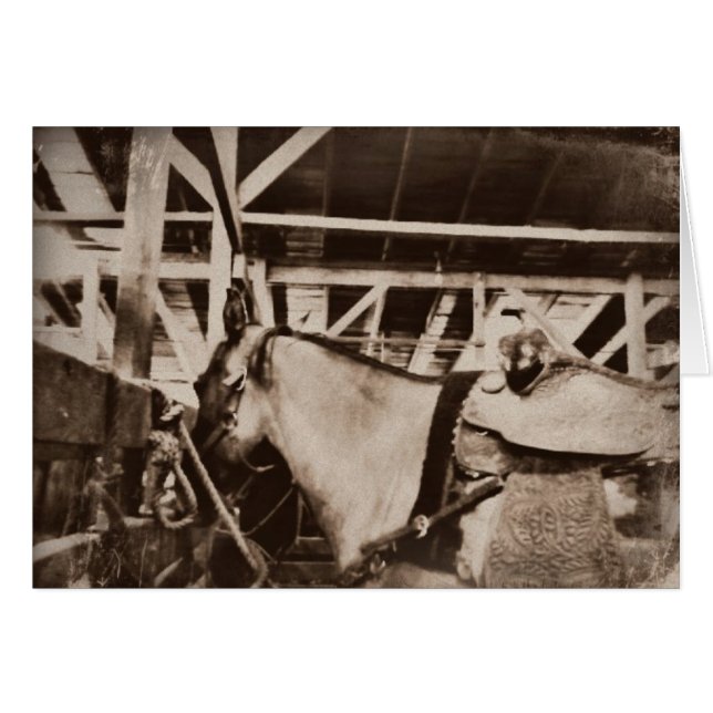 Antique Looking Horse Photo Cards (Front Horizontal)