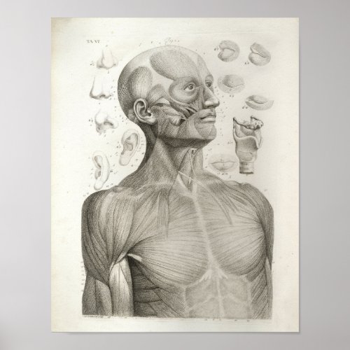 Antique Medical Anatomy Print Muscles Head Neck