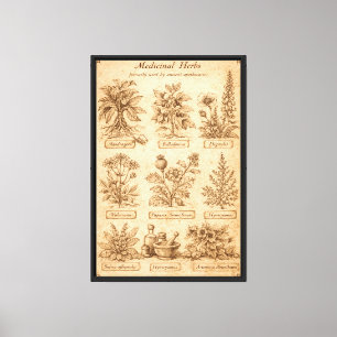 Antique Medicinal Herbs Chart Canvas Print