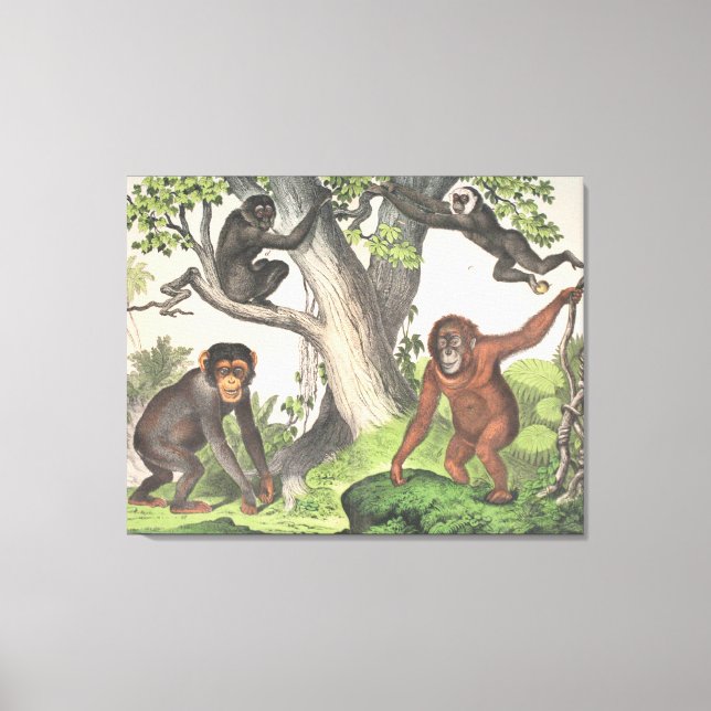 Antique Monkeys in Jungle Print (Front)