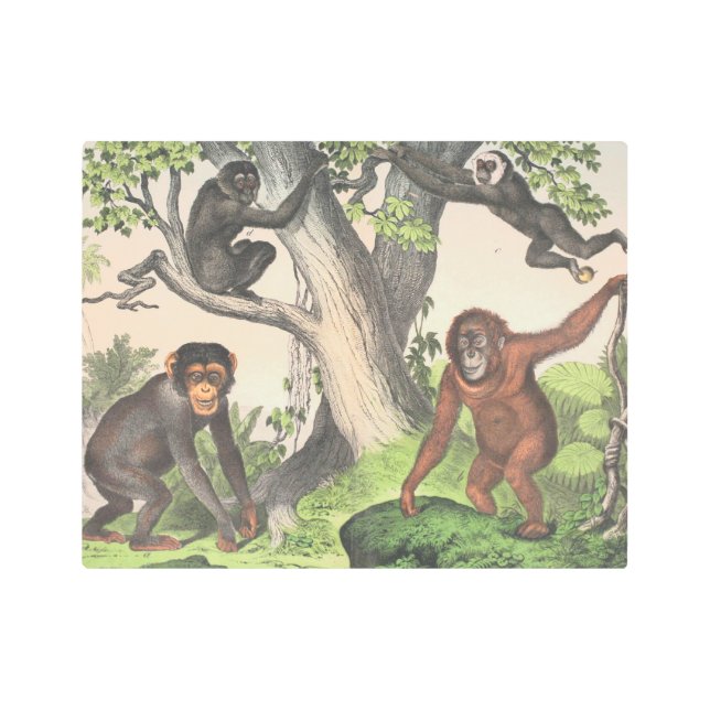 Antique Monkeys Print (Front)