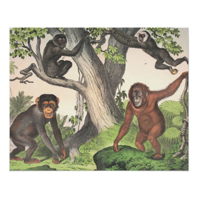 Antique Monkeys Print (Front)