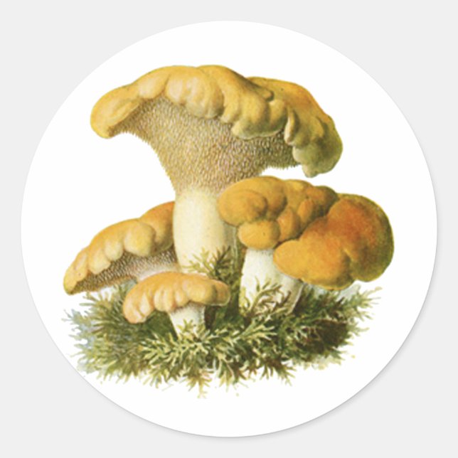 Antique Mushroom Print 13 Classic Round Sticker (Front)