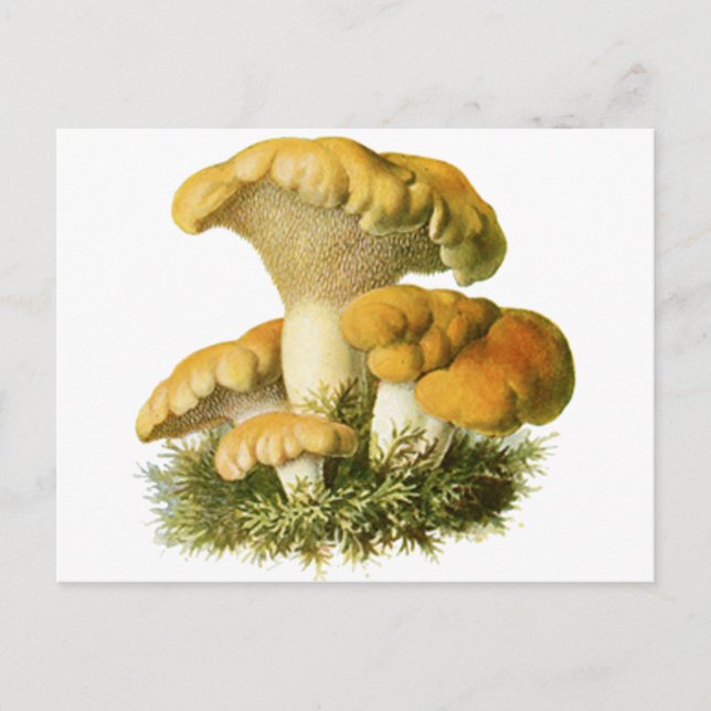 Antique Mushroom Print 13 Postcard (Front)