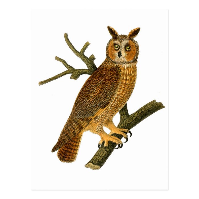 Antique Natural History Owl Illustration Postcard