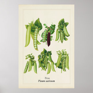 Antique Pea Botanical Illustration, Kitchen Art Poster