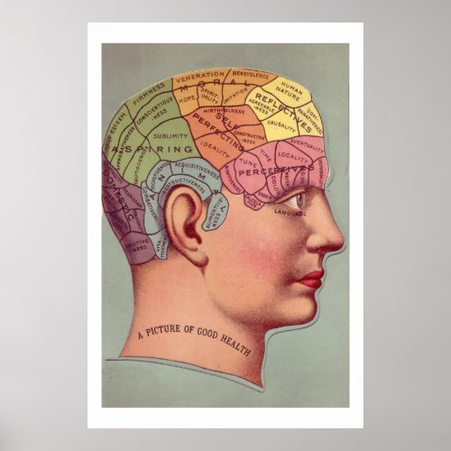 Antique Phrenology head Poster