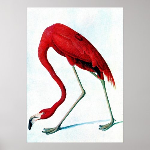 Antique plate American red flamingo Audubon Poster