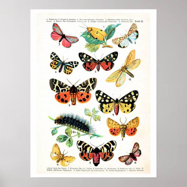 Antique plate, butterflies of Europe: plate 10 Poster (Front)