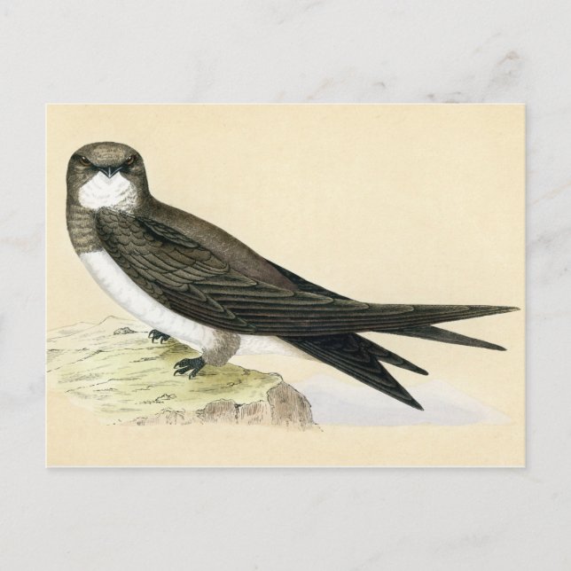Antique Print of a Alpine Swift Postcard (Front)