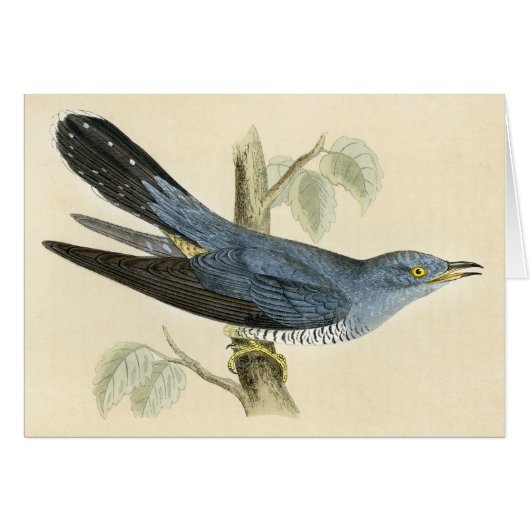 Antique Print of a Common Cuckoo Cards (Front Horizontal)