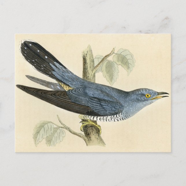 Antique Print of a Common Cuckoo Postcard (Front)
