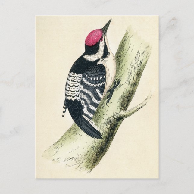 Antique Print of a Lesser Spotted Woodpecker Postcard (Front)