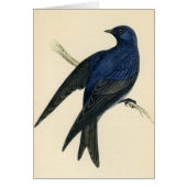 Antique Print of a Purple Martin (Front)