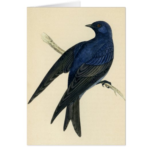 Antique Print of a Purple Martin (Front)