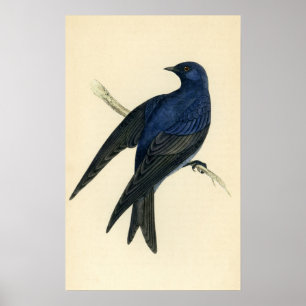 Antique Print of a Purple Martin
