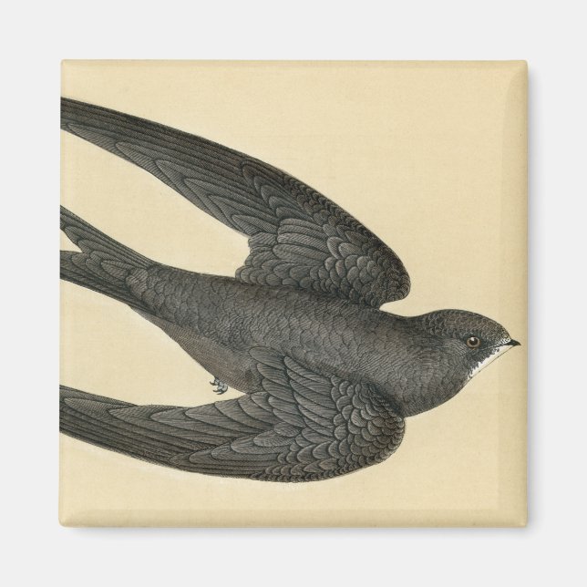 Antique Print of a Swift Magnet (Front)