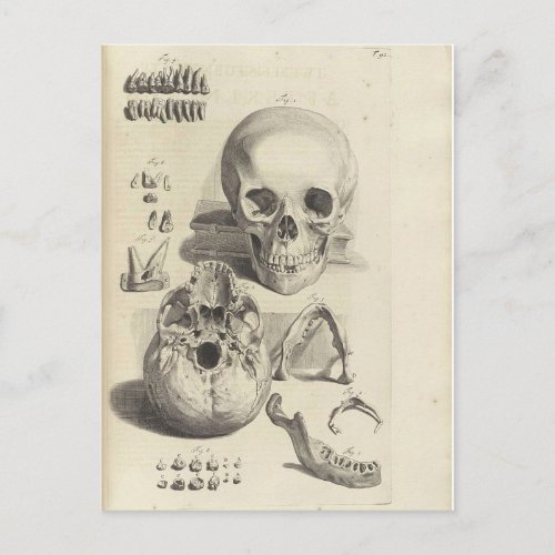 Antique print Skull Anatomy Postcard
