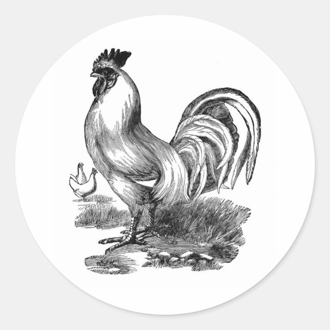 Antique Print Vintage Rooster Cockerel Classic Round Sticker (Front)