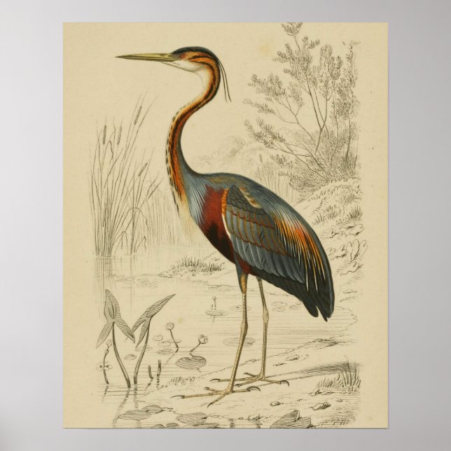 Antique Purple Heron Travies Edouard Print (Front)