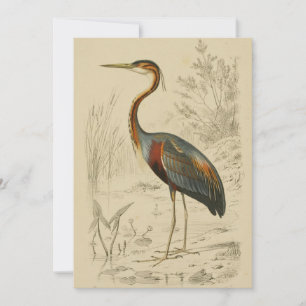Antique Purple Heron Travies Edouard Print Holiday Card