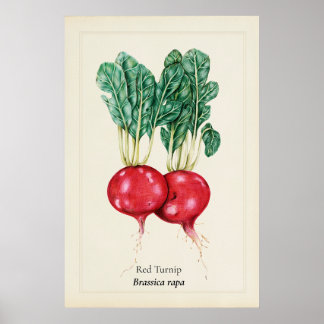 Antique Red Turnip Botanical Illustration Wall Art