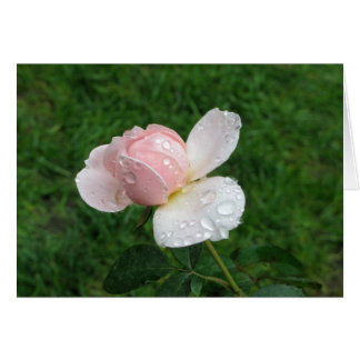 Antique Rose 3 Cards