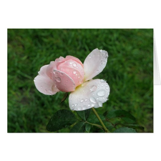 Antique Rose 3 Cards (Front Horizontal)