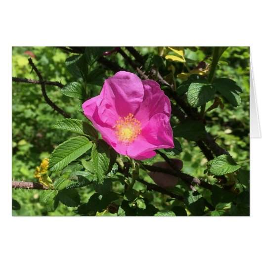 Antique Rose FARMphemera.com CARD ©dheller2018 (Front Horizontal)