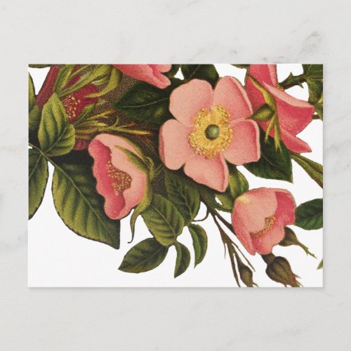 Antique Rose Flower Art Illustration Drawing Postcard
