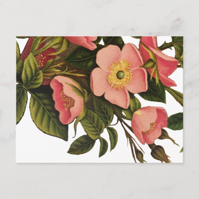 Antique Rose Flower Art Illustration Drawing Postcard (Front)